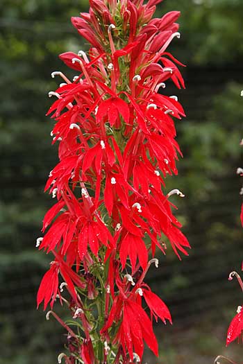 Cardinal flower close up